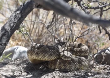 Sigurnost čegrtuše u pustinji Mojave – kako ostati siguran i zaštititi svog psa