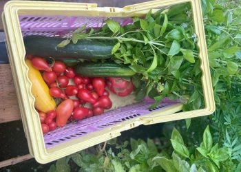 Vodič za početnike u uzgoju vlastite hrane kod kuće