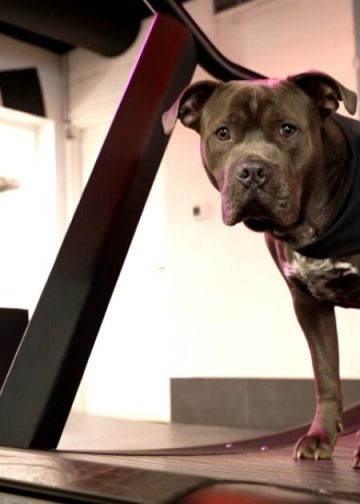 Teretana u East Nashvilleu kombinira dnevne fitness vježbe s udomljenim psima.