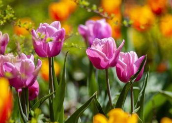 Slavonija dobiva svoj prvi botanički vrt