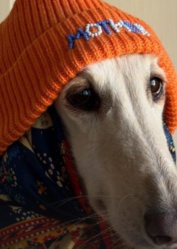 Upoznajte Samanthu, supermodel afganistanskog hrta iz Edinburgha i poznatu ličnost na Instagramu