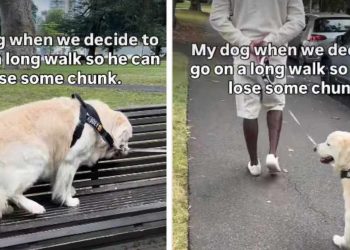 Zlatni retriver izlazi u šetnju, ali odlučuje sjesti na klupu