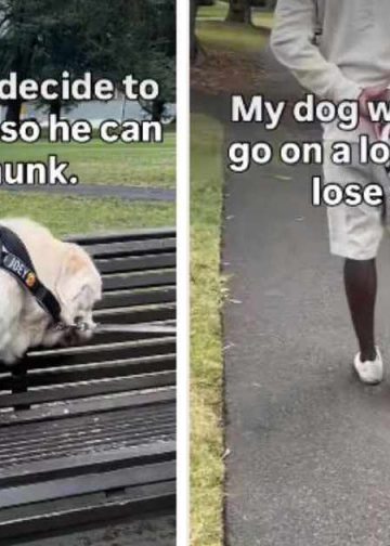 Zlatni retriver izlazi u šetnju, ali odlučuje sjesti na klupu