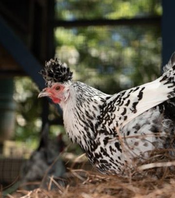 Izbijanje salmonele u 13 država povezano s peradi u dvorištu: Poduzmite mjere zaštite za svoja stada i obitelji.