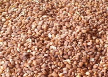 Više ugljikohidrata nego proteina, tvrde nutricionisti