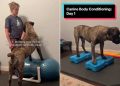 Htjela je ‘siguran’ prostor za jačanje svojih Boerboela. Pretvorila je svoj kućni ured u teretanu za pse (ekskluzivno)