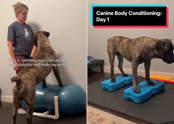 Htjela je ‘siguran’ prostor za jačanje svojih Boerboela. Pretvorila je svoj kućni ured u teretanu za pse (ekskluzivno)