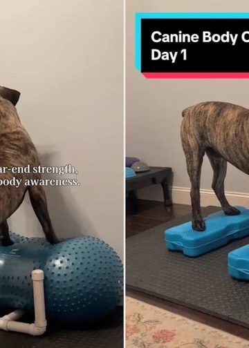Htjela je ‘siguran’ prostor za jačanje svojih Boerboela. Pretvorila je svoj kućni ured u teretanu za pse (ekskluzivno)