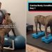 Htjela je ‘siguran’ prostor za jačanje svojih Boerboela. Pretvorila je svoj kućni ured u teretanu za pse (ekskluzivno)