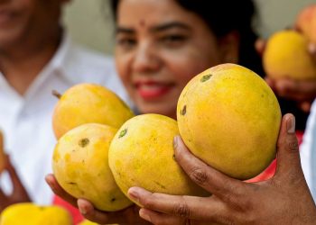 MOŽE LI JEDAN MANGO DNEVNO ZADOVOLJITI VAŠE POTREBE ZA VITAMINOM C I OJAČATI IMUNITET? PROVJERITE ČINJENICE