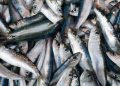 Zašto su sardine izvanredne za vaše zdravlje