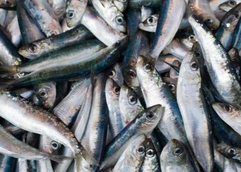 Zašto su sardine izvanredne za vaše zdravlje