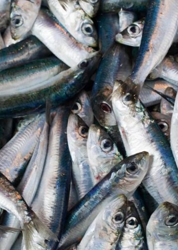 Zašto su sardine izvanredne za vaše zdravlje